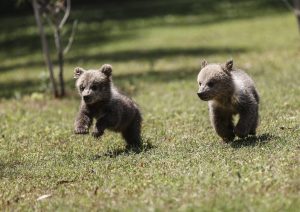Mağarada bulunan yavru bozayılar "Fred" ve "Barney" Mersin'de özenle büyütülüyor
